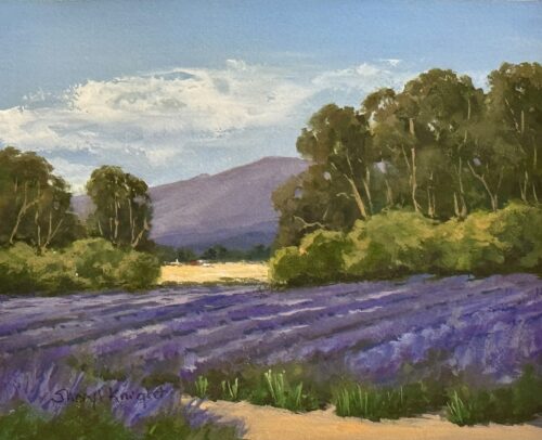 Lavender Fields